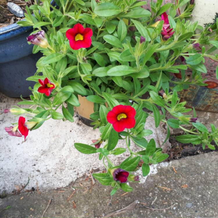 plant image 517482