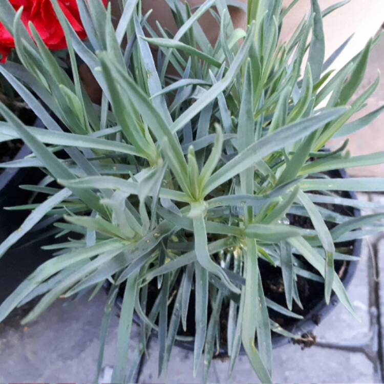 plant image 541475