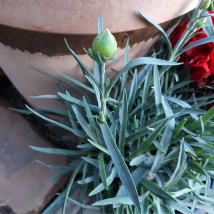 Plant image Dianthus 'Memories'