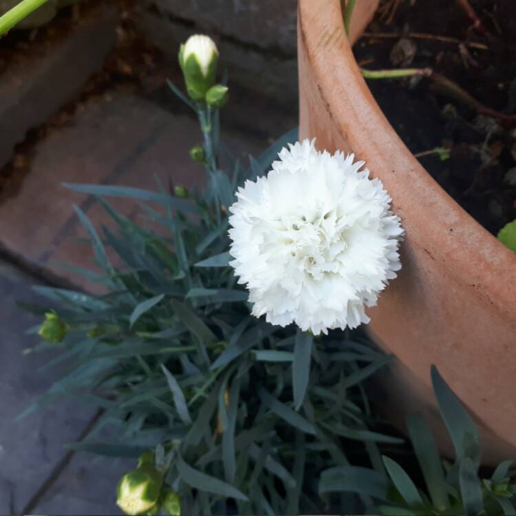 plant image 551393