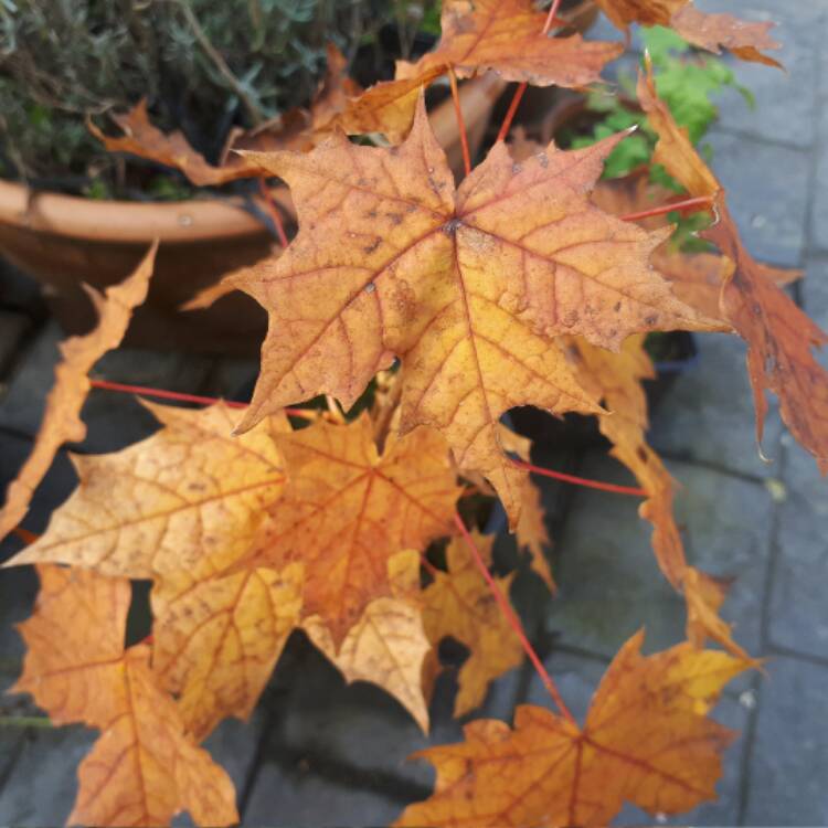 plant image 551397