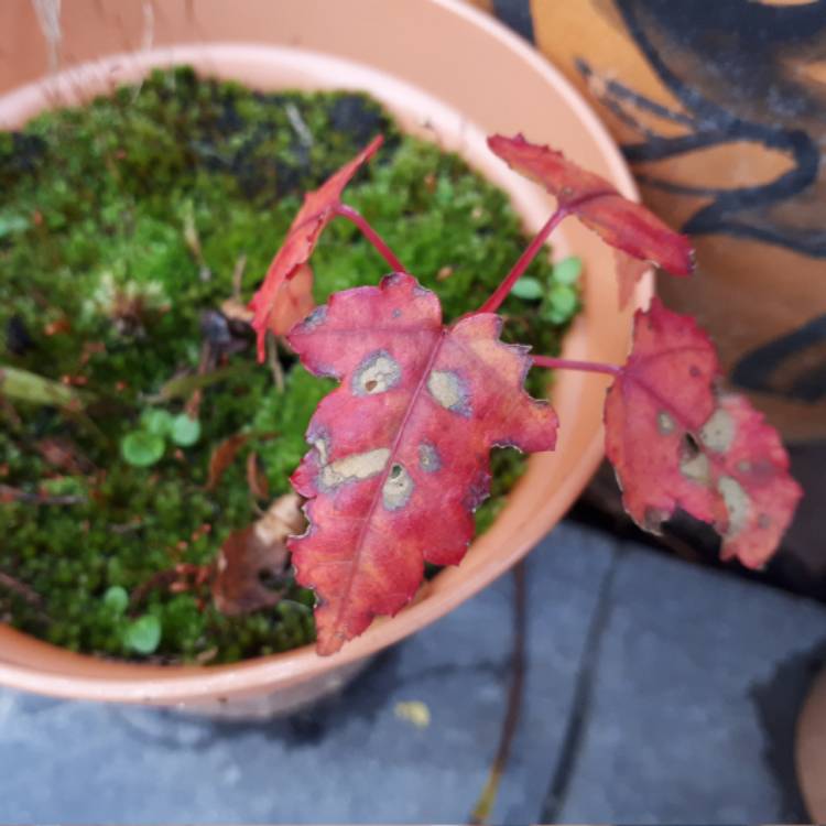plant image 578260