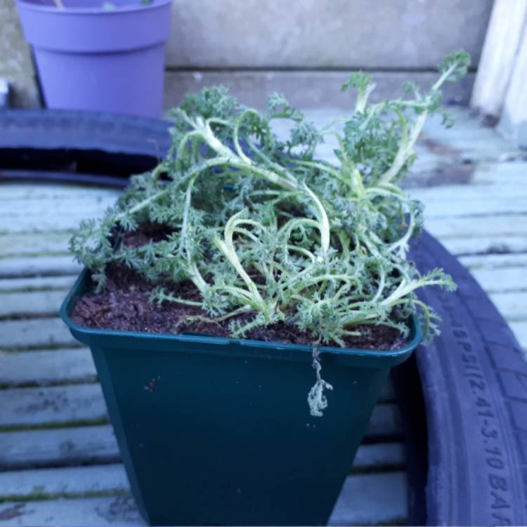 plant image 612215