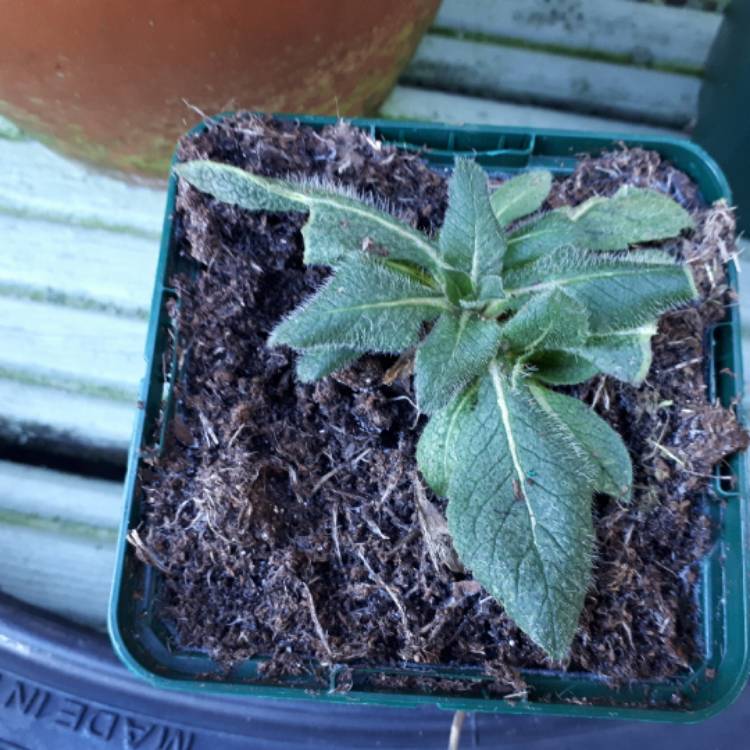 plant image 612216