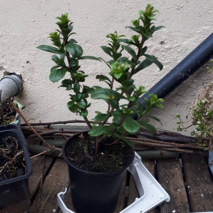 Plant image Escallonia 'Apple Blossom'
