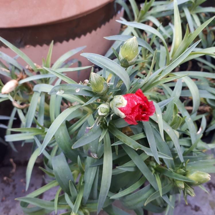 Plant image Dianthus 'Adorables Tess'
