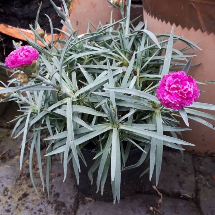 Plant image Dianthus 'Memories'