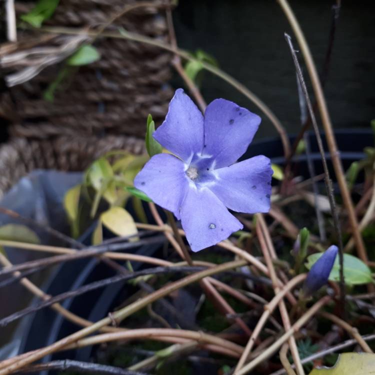 plant image 652071