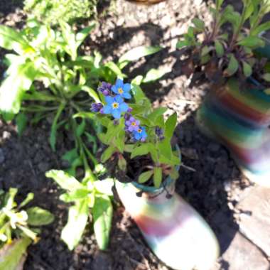 Myosotis