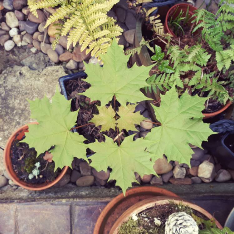 Plant image Acer
