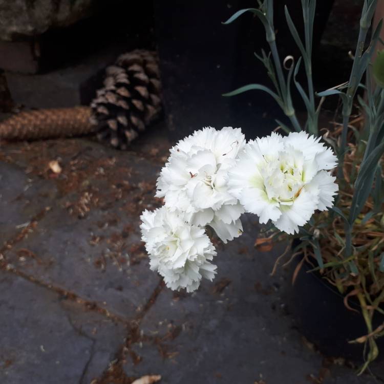 plant image 723390