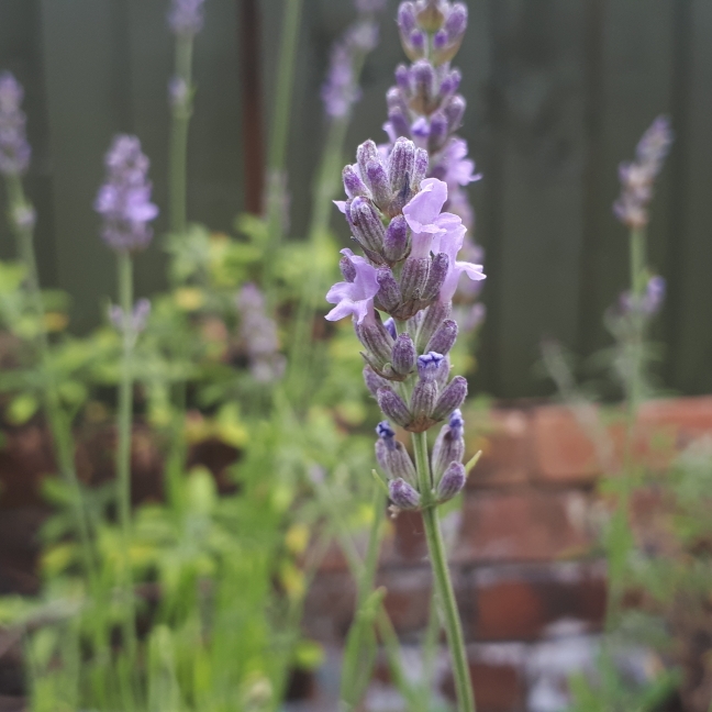 plant image 778713 plant image 778713