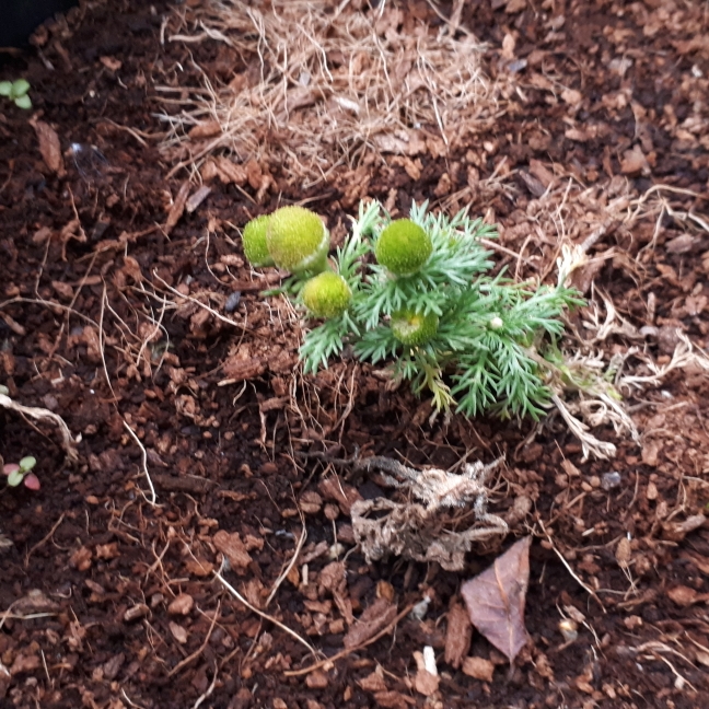 Plant image Matricaria discoidea
