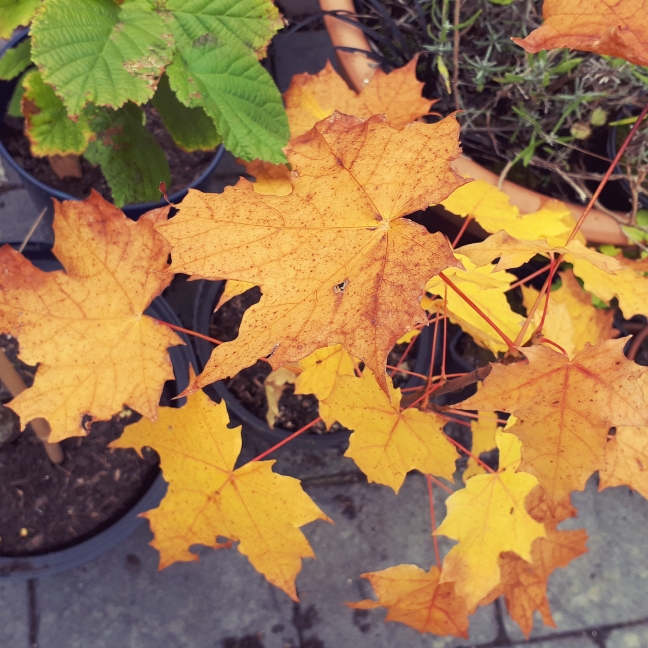 plant image 863219