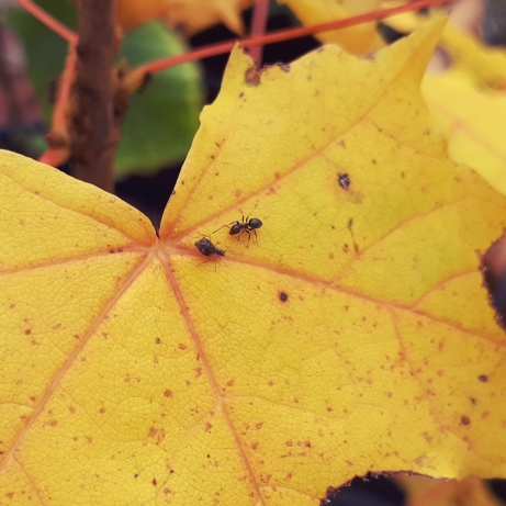 plant image 863233