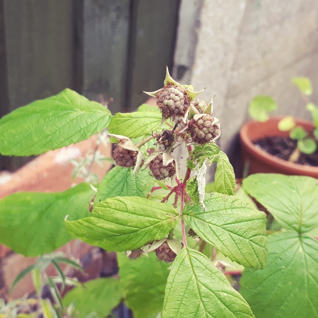 plant image 863235