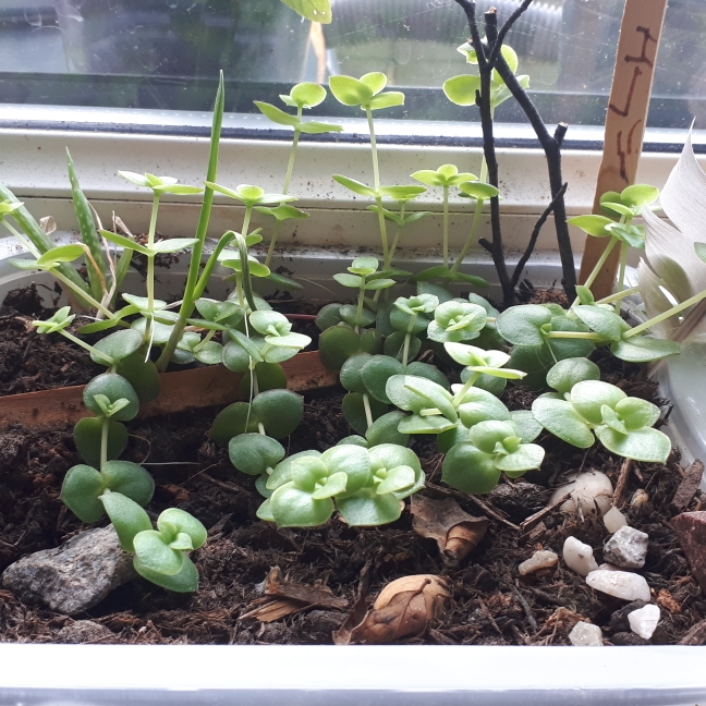 plant image 879882 plant image 879882