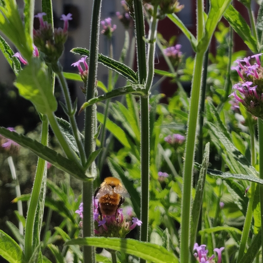 Plant image Verbena bonariensis 'Buenos Aires'