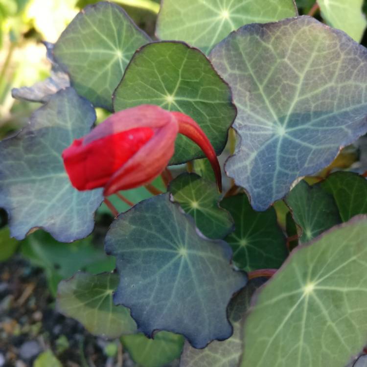 Plant image Tropaeolum majus 'Princess of India'