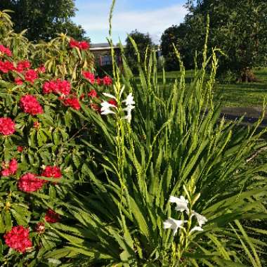 Cape Bugle Lily