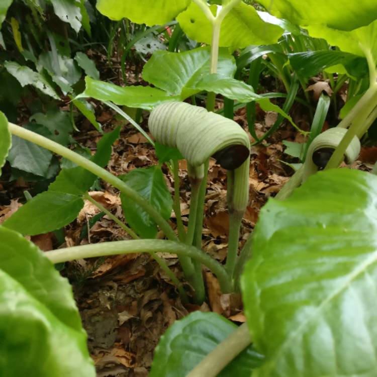 plant image 563660