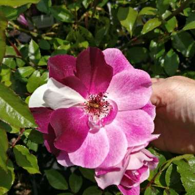 Rose (Hybrid Tea)
