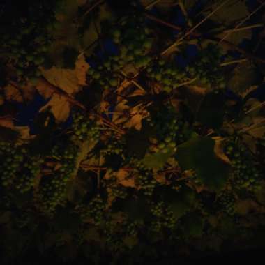 Grape Vine