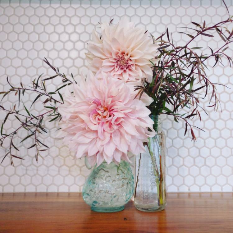 plant image 603006