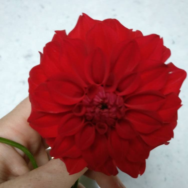 plant image 628179