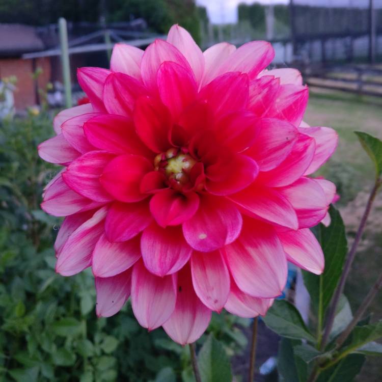 plant image 636715