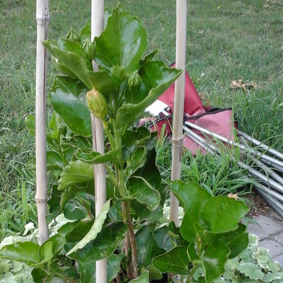 plant image 142567