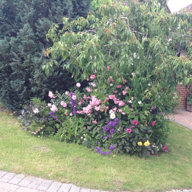 Sue's garden
