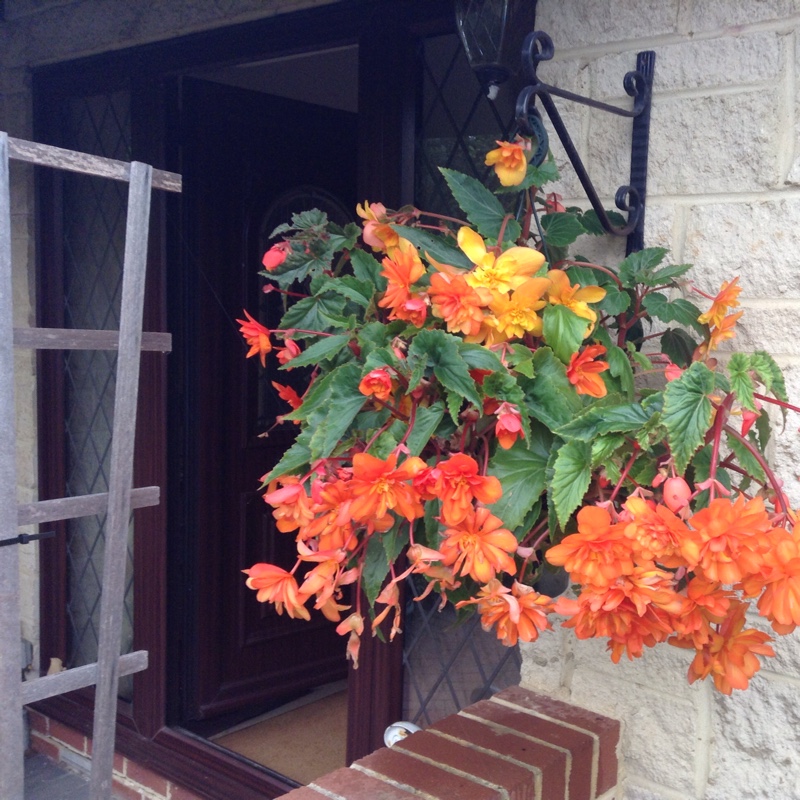 Sue's garden