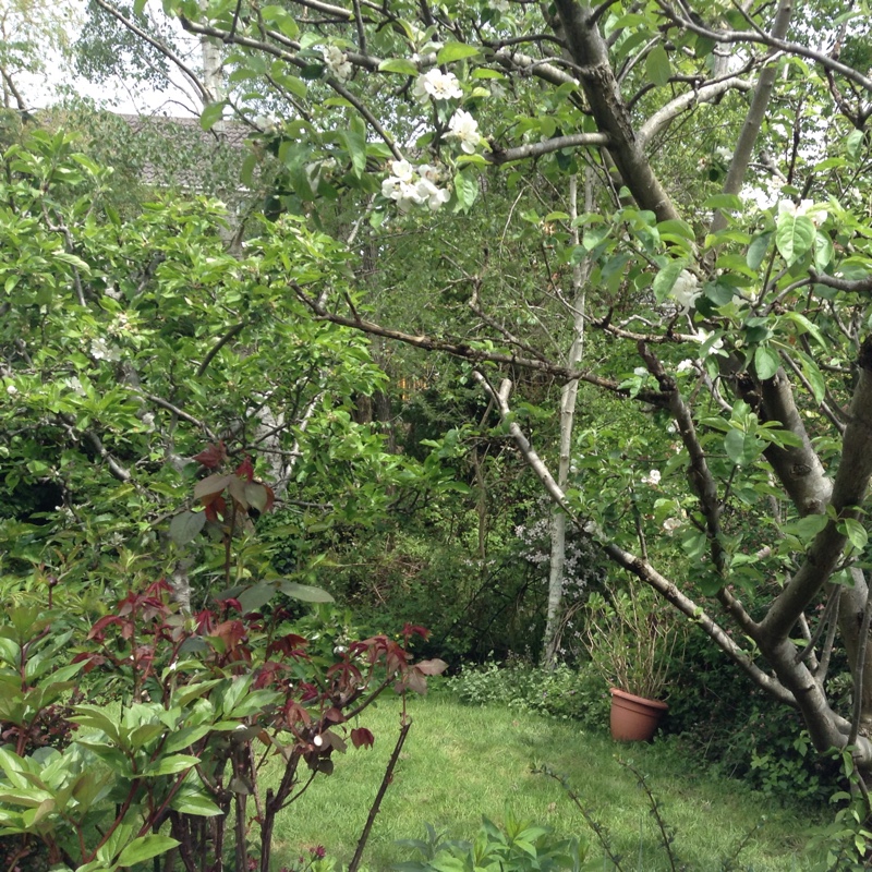 Sue's garden