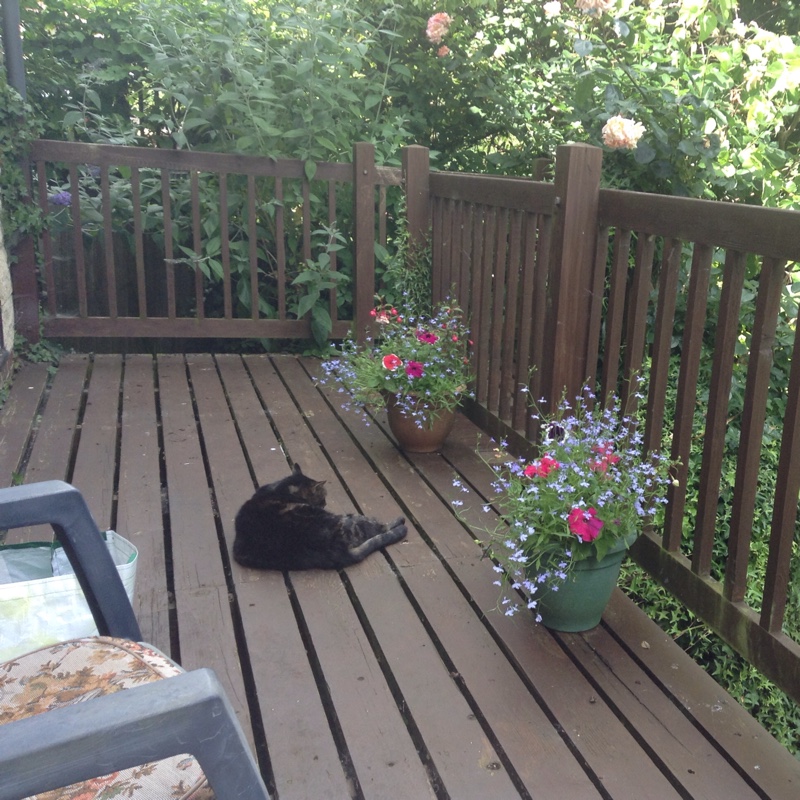 Sue's garden