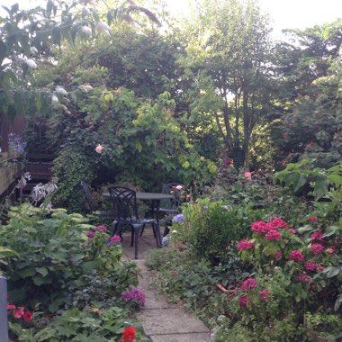 Sue's garden