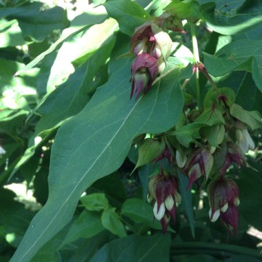 Sue's garden