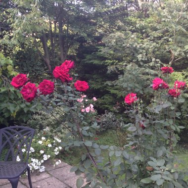 Sue's garden