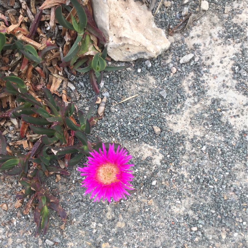plant image 63134