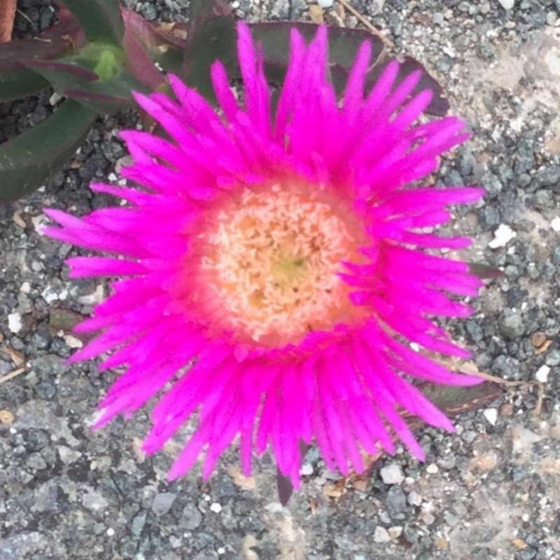 Plant image Carpobrotus acinaciformis