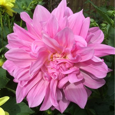 David's garden