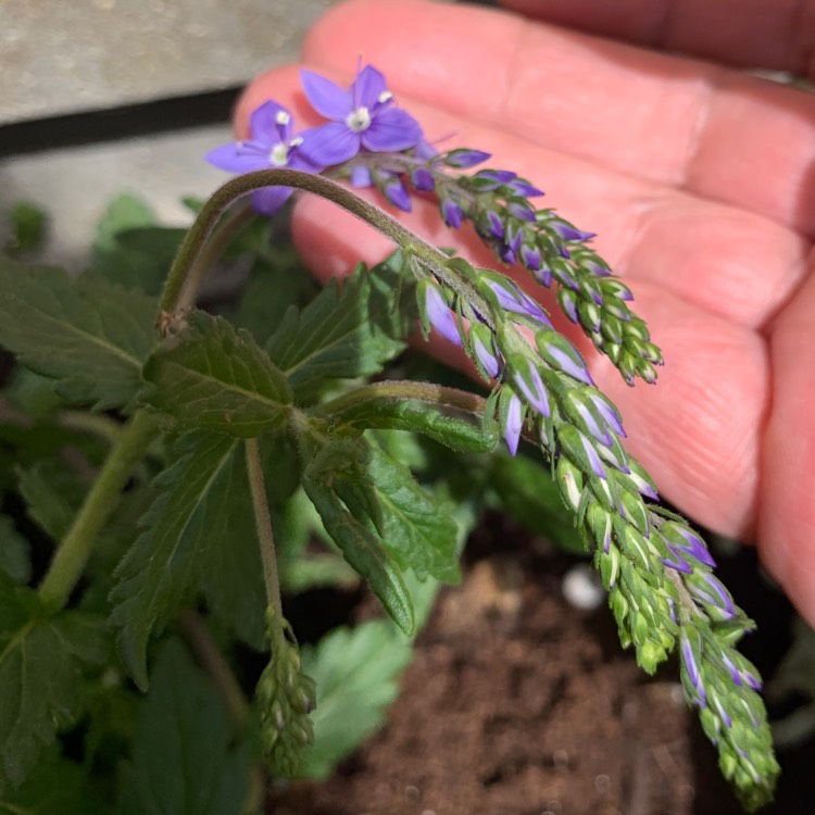 Plant image Veronica austriaca subsp. teucrium 'Kapitan'