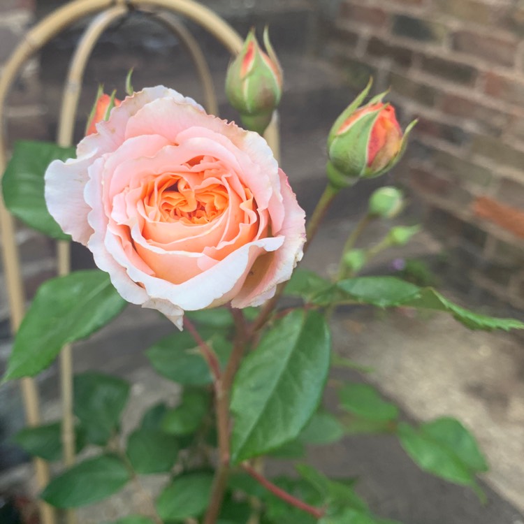 Plant image Rosa 'Auswinter' syn. Rosa 'Crown Princess Margareta'