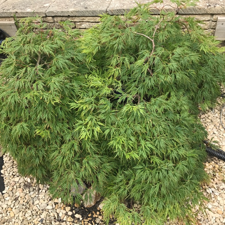 plant image 422097