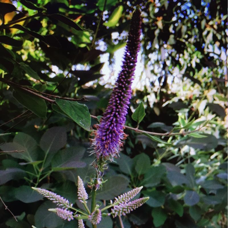 plant image 10338