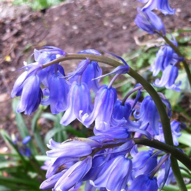 plant image 1169