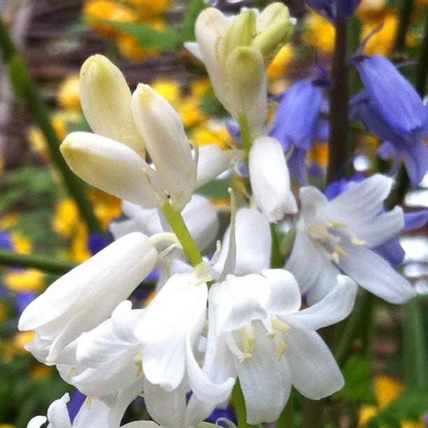 plant image 1170