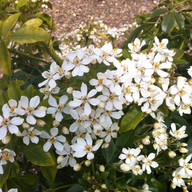 plant image 1223