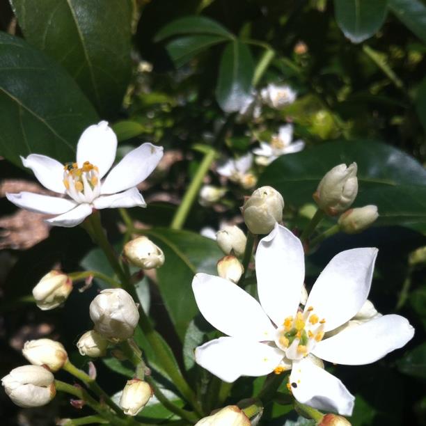 plant image 1224