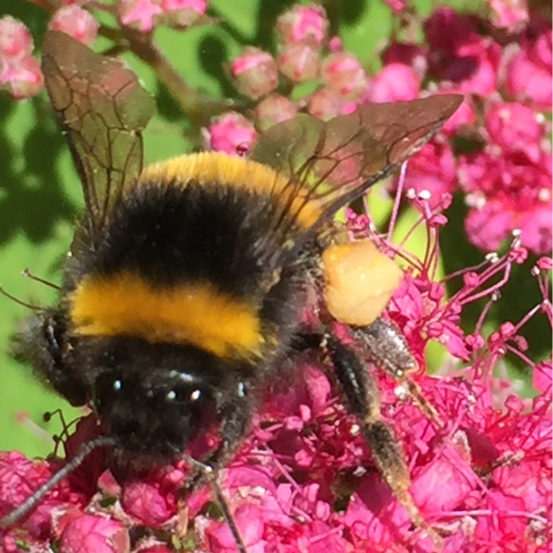 Plant image Spiraea